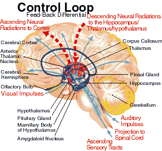 ADD ADHD Feedback Loop in Attention Deficit Disorder Brain